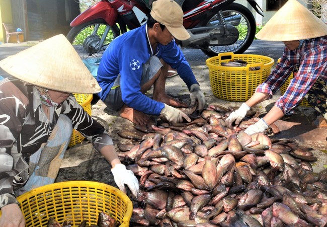 Người dân “thủ phủ cá bổi” Cà Mau gặp khó vì giá giảm (2/10/2020)